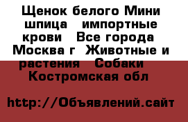 Щенок белого Мини шпица , импортные крови - Все города, Москва г. Животные и растения » Собаки   . Костромская обл.